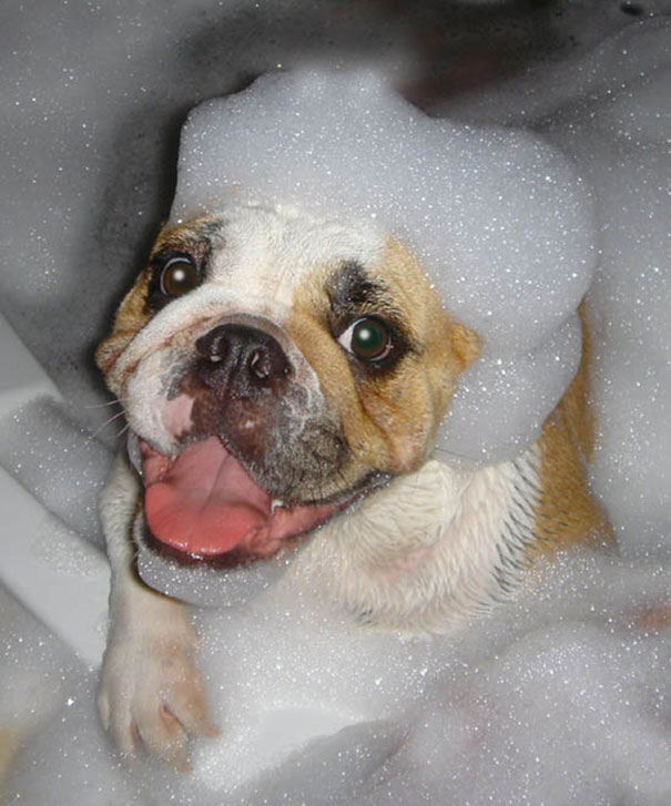 Bulldog Having A Bath