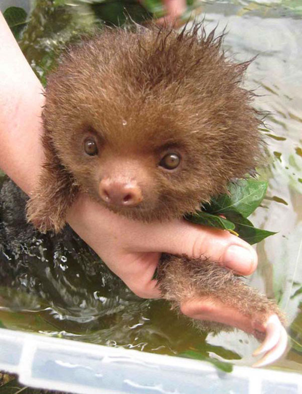 A Baby Sloth Taking A Tea Bath