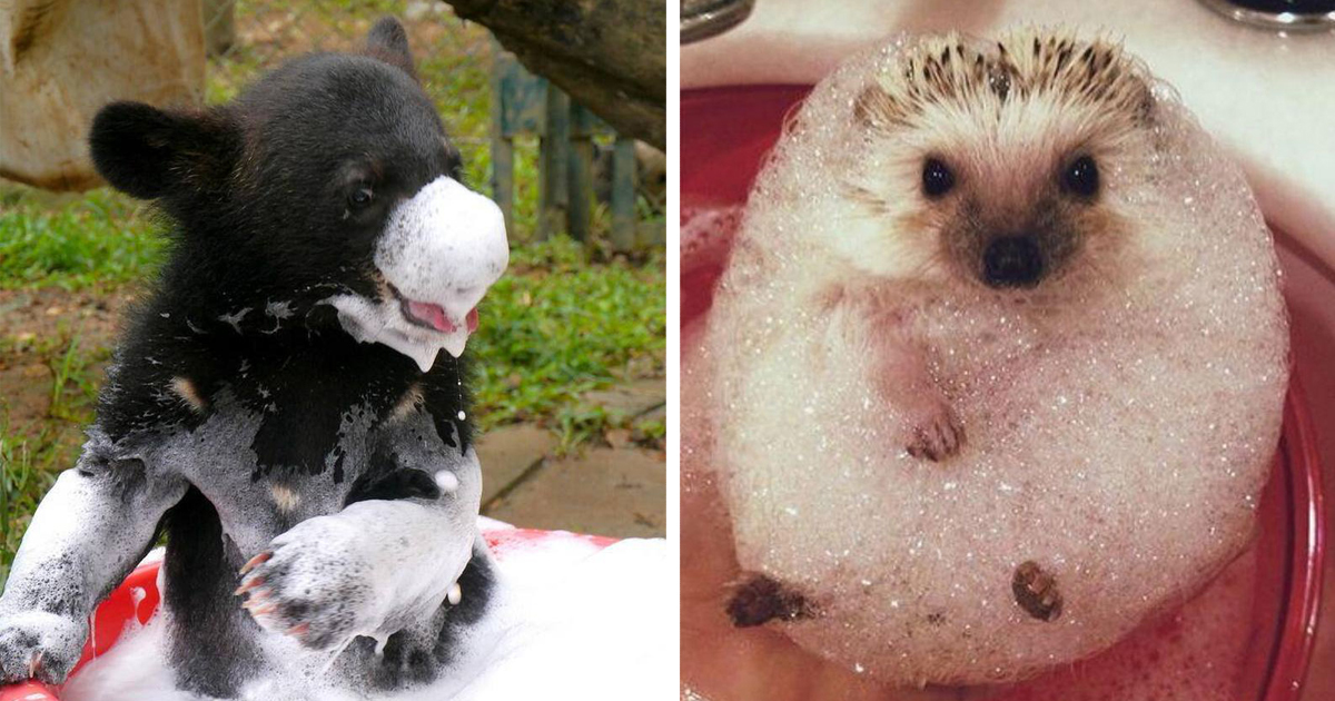 53 Bathing Animals That Will Splash A Smile On Your Face | Bored Panda