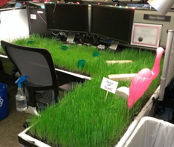 Plant Your Own Lawn In The Office