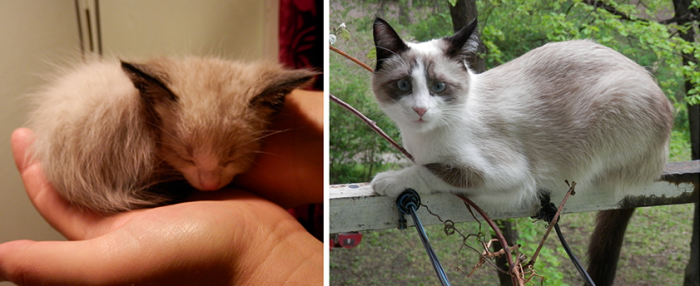 Arwen - The Day We Saved Her, Abandoned In A Basement, And 1 Year Later - Stunningly Beautiful!