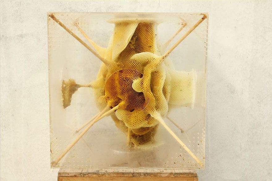 I Collaborate With Bees To Create Beautiful Artworks Of Beeswax
