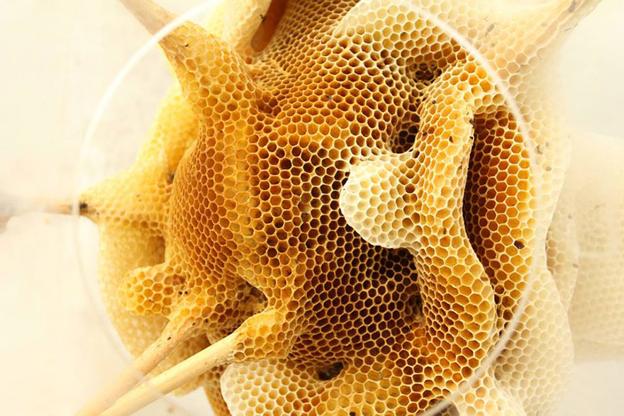 I Collaborate With Bees To Create Beautiful Artworks Of Beeswax