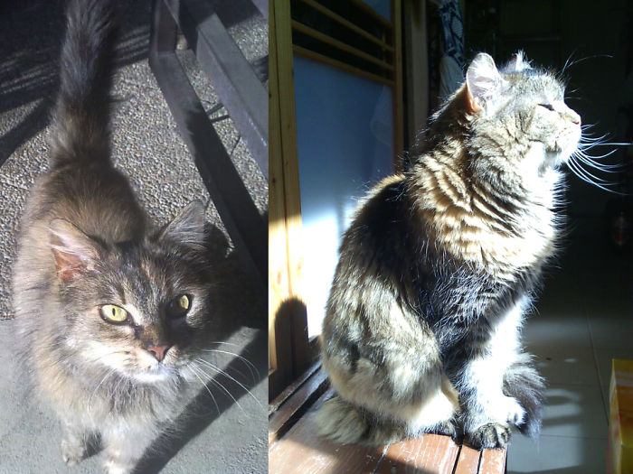 She Wasn't A Kitten, Just Almost Starved To Death. 2 Years Later Happily Sunbathing On Her Spot