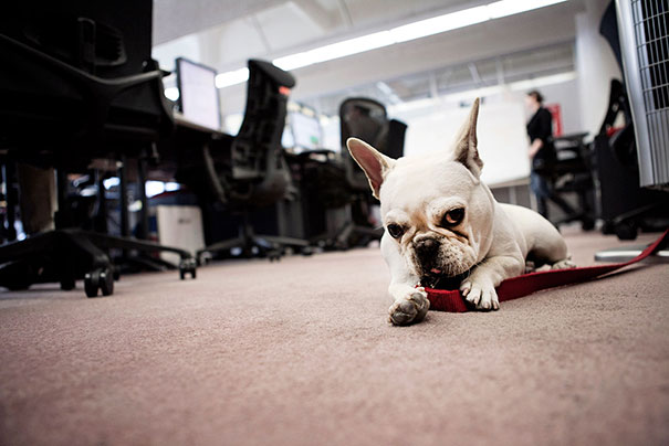 Take Your Dog To Work Day In Silicon Valley