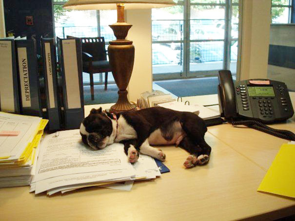 Boston Terrier Puppy At The Office From Atlanta, Georgia, Usa