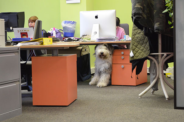 At A Prague Advertising Agency, Every Day Is Bring Your Dog To Work Day