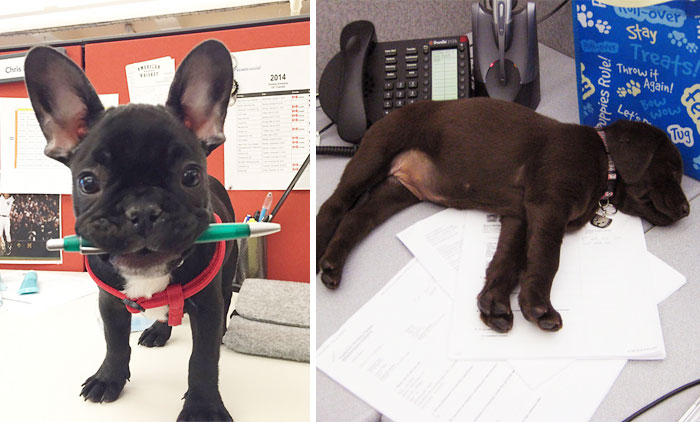 Today Is National Take Your Dog to Work Day (30 Pics)