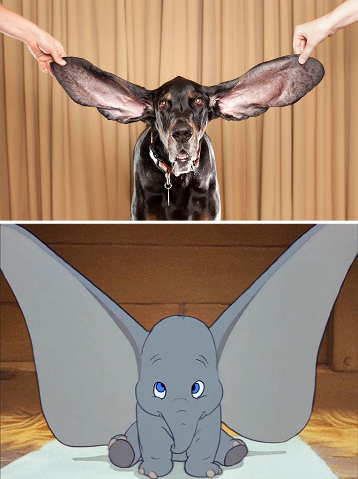 Dog Looks Like Dumbo