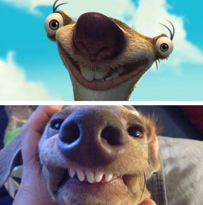 Weenie Dog Looks Like Sid