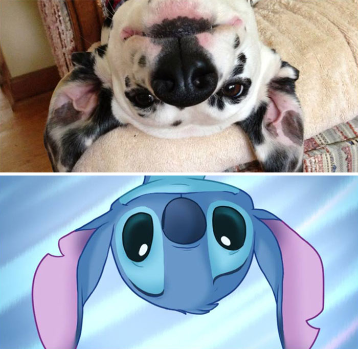Dog Looks Like Stitch