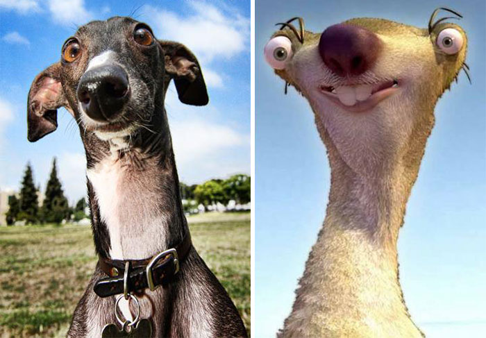Greyhound Looks Like Sid
