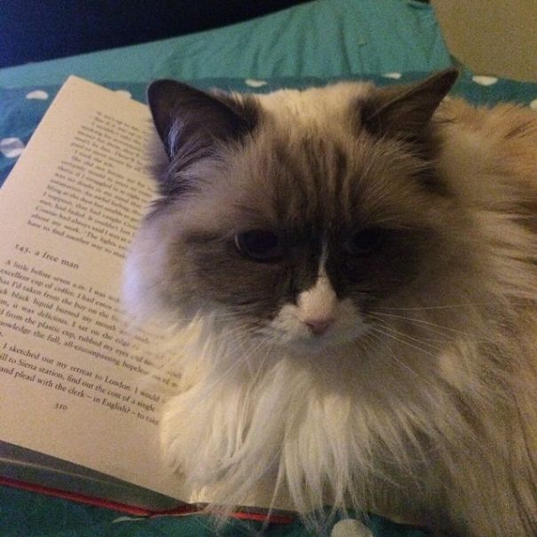 It's Time To Stop Reading Meow