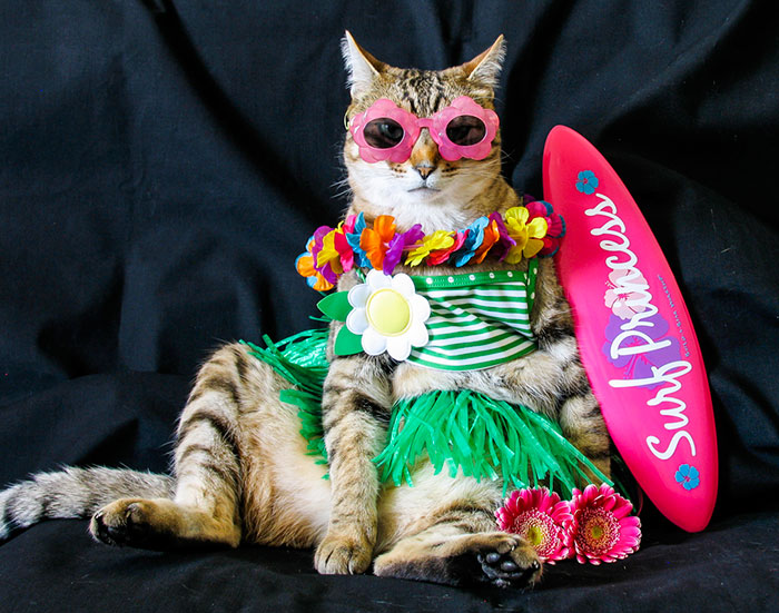 The Best Dressed Cat On The Internet