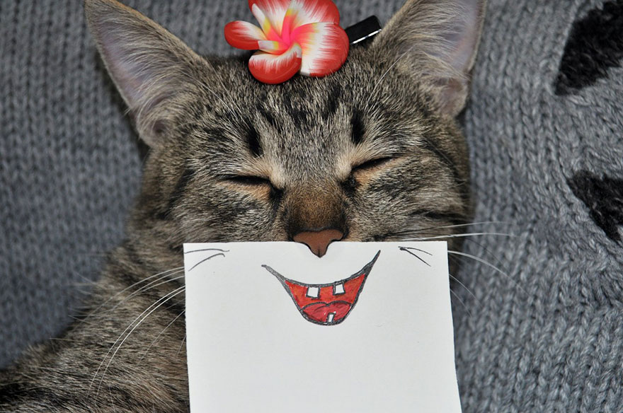 Creative Owner Draws Funny Facial Expressions For His Cat