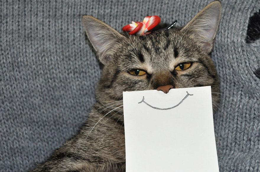 Creative Owner Draws Funny Facial Expressions For His Cat