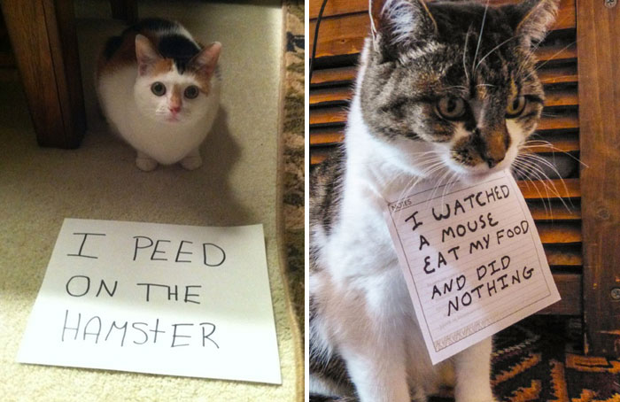 114 Asshole Cats Being Shamed For Their Crimes
