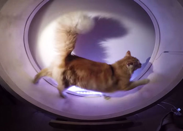 Kuna’s Wheel: Our Hamster Wheel For Cats