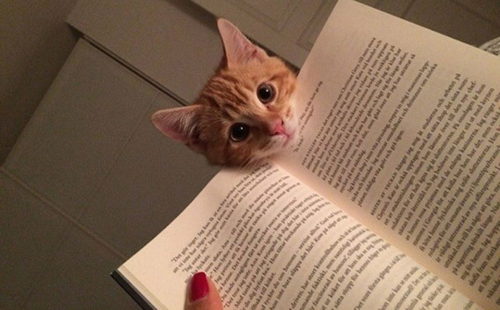 249 Cats That Need Your Attention The Exact Moment You Start Reading