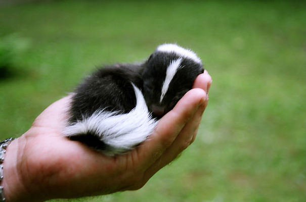 Baby Skunk