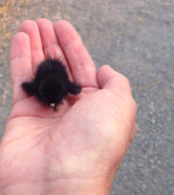 Baby Rail In Palm