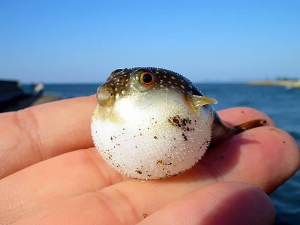 Baby Puff Fish In Palm
