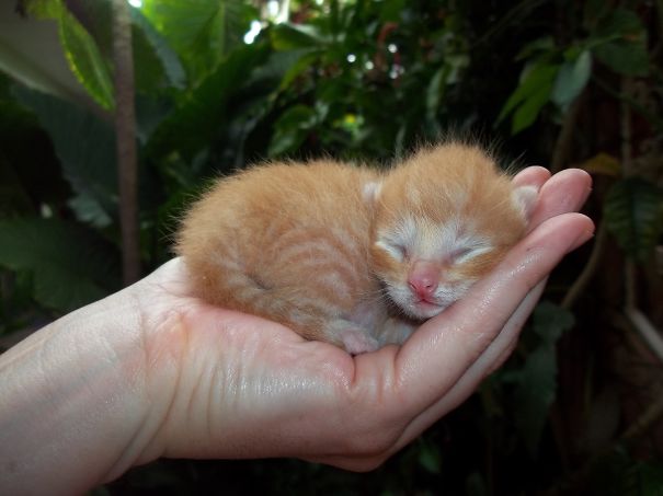 Kitty In Palm