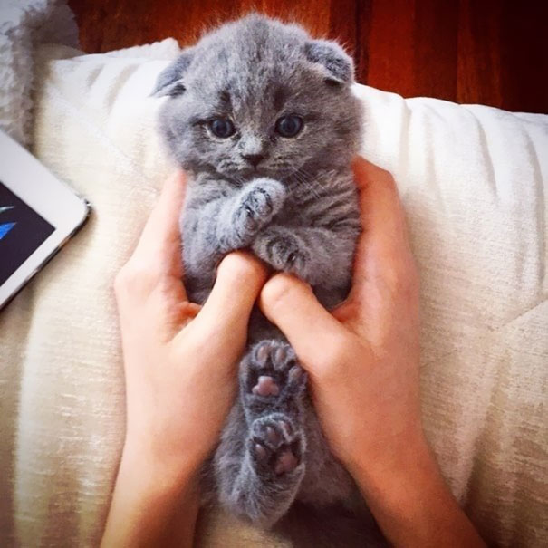 Kitty In Palm