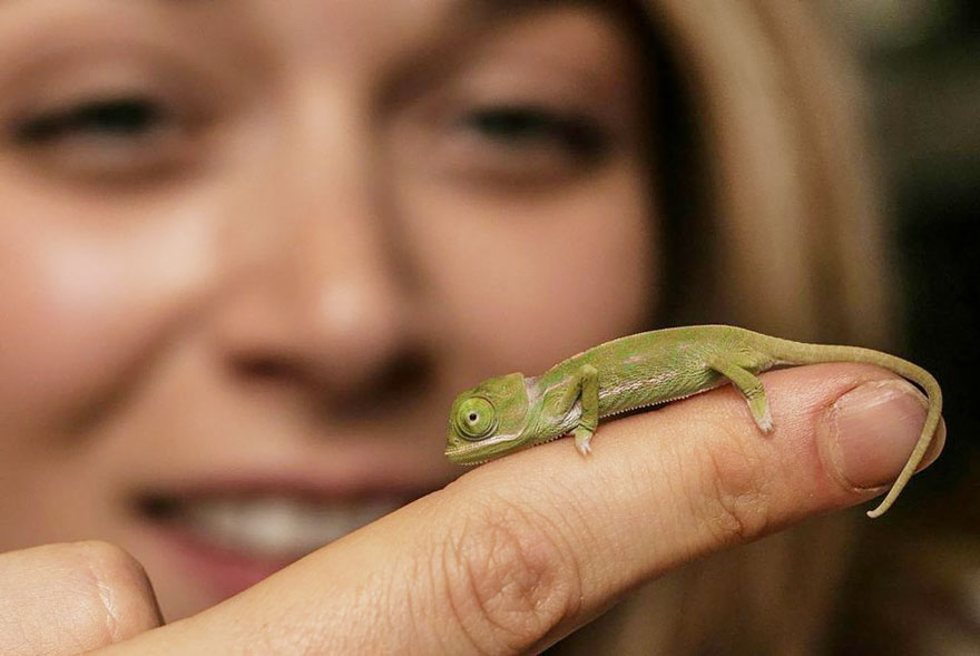 20 Newly Hatched Baby Chameleons Create Cuteness Overload Crisis At Sydney Zoo