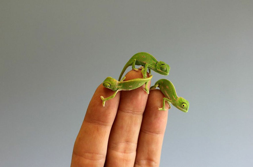 20 Newly Hatched Baby Chameleons Create Cuteness Overload Crisis At Sydney Zoo