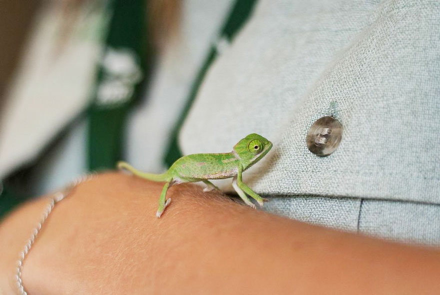 cute-baby-chameleons-hatch-taronga-zoo-sydney-9