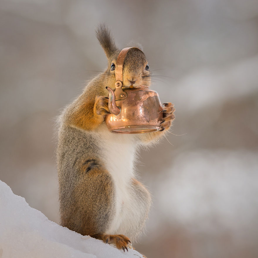 cute-squirrel-photography-geert-weggen-20
