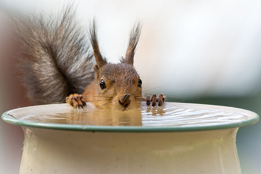 cute-squirrel-photography-geert-weggen-5