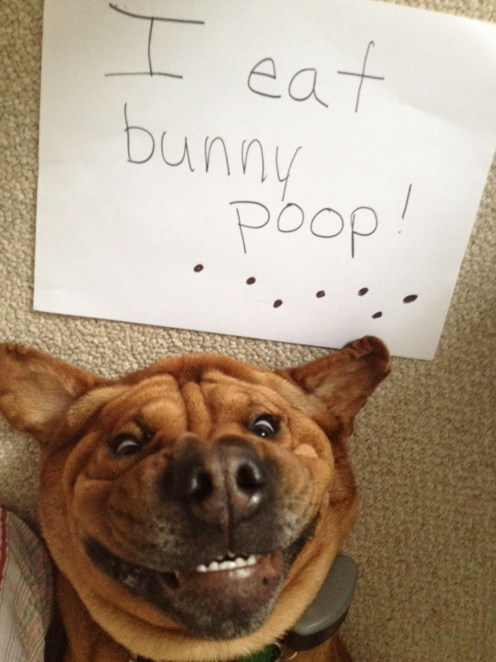 78 Asshole Dogs Being Shamed For Their Crimes