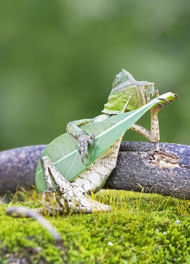 Dragon Lizard Caught Playing Leaf Guitar In Indonesia