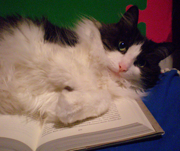 Dudley, Who Needs A Lounging Book Next To The Book I'm Reading Aloud To My Son.