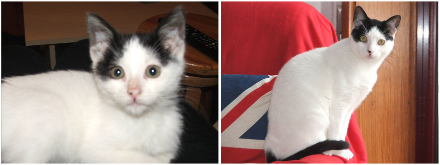 Ezio, The "assassin", One Month And A Half And A Year And A Half :)