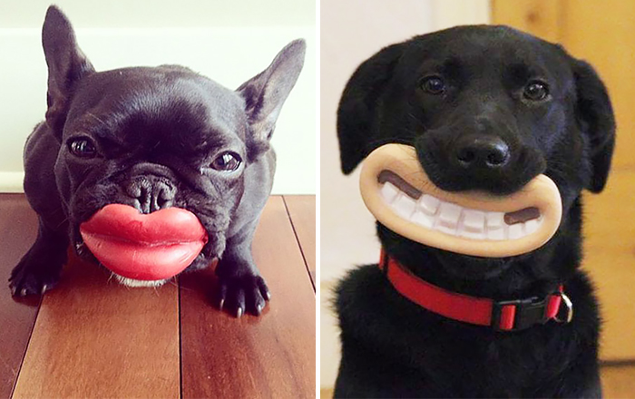 46 Dogs That Have No Idea How Silly They Look With Their Toys