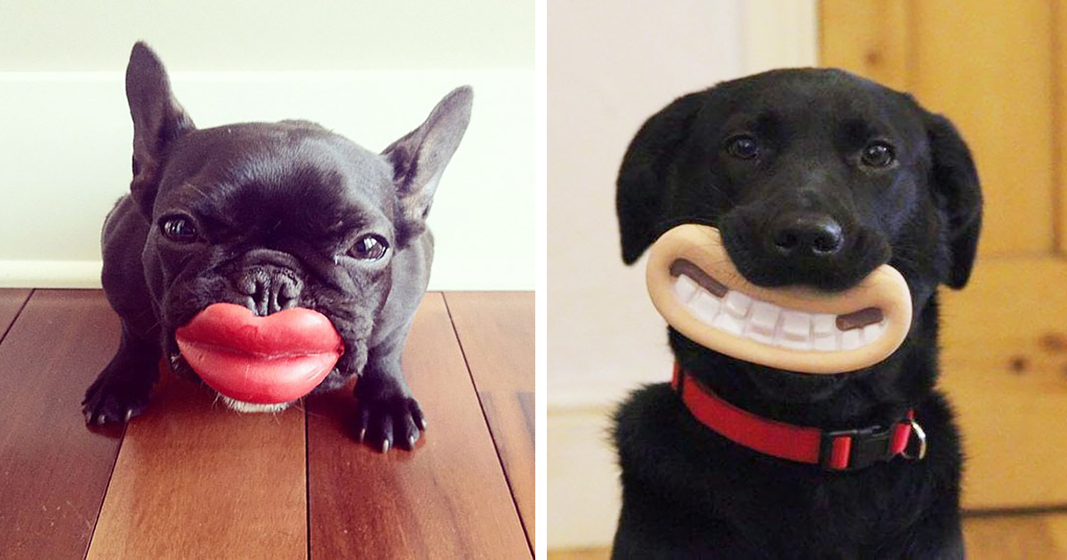 46 Dogs That Have No Idea How Silly They Look With Their Toys | Bored Panda
