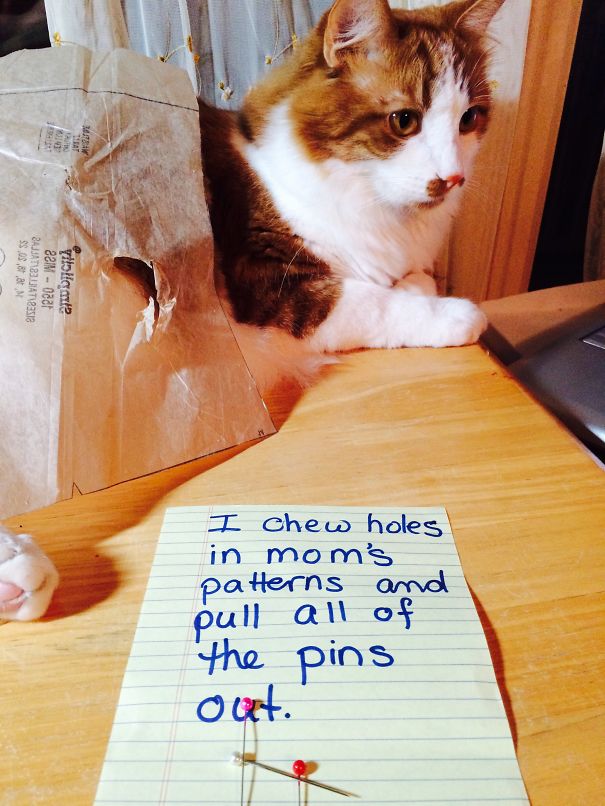 Cat Shaming Pins