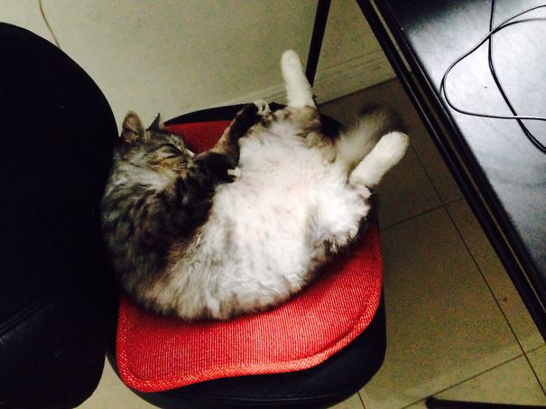 Work Chair? Cat Napping Chair
