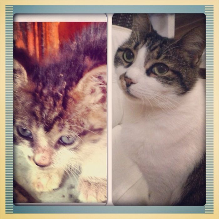 Toma The Cat Was Found Abonded,hungary For 3 Days,almost All Her Fur Gone;2 Years Later Now:)