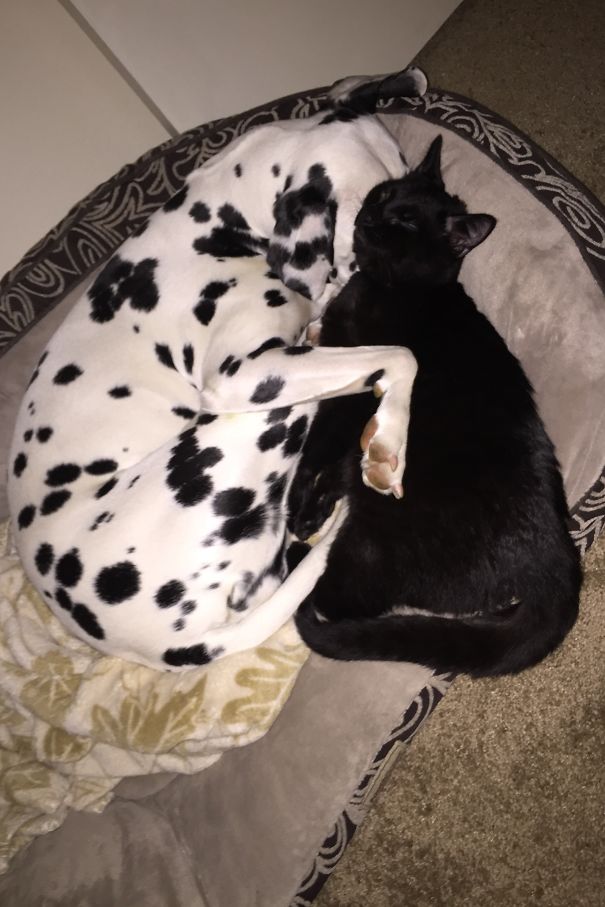 My Dalmatian And 6 Month Old Kitten ❤️