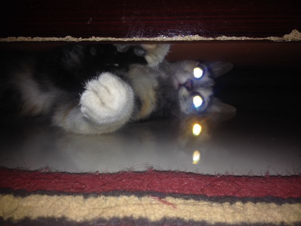 Evil Under My Bed :/
