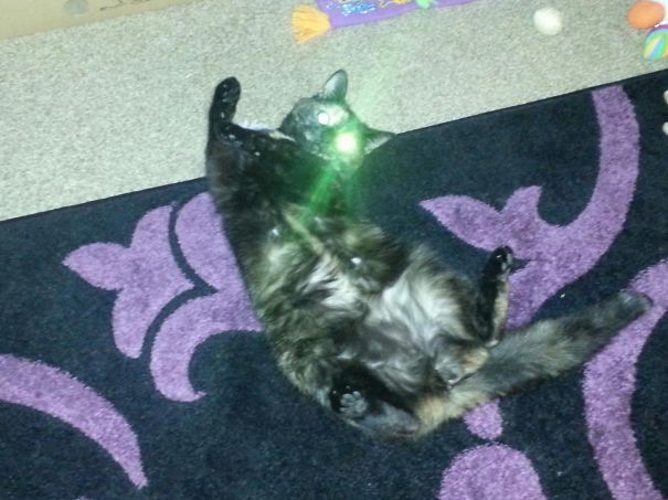 Dotty Will Be Back She Is The Terminator Cat