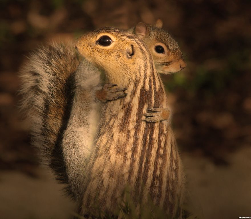 Squirrels Hugging