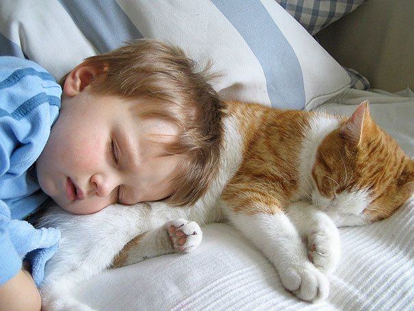 persahabatan bayi dan kucing