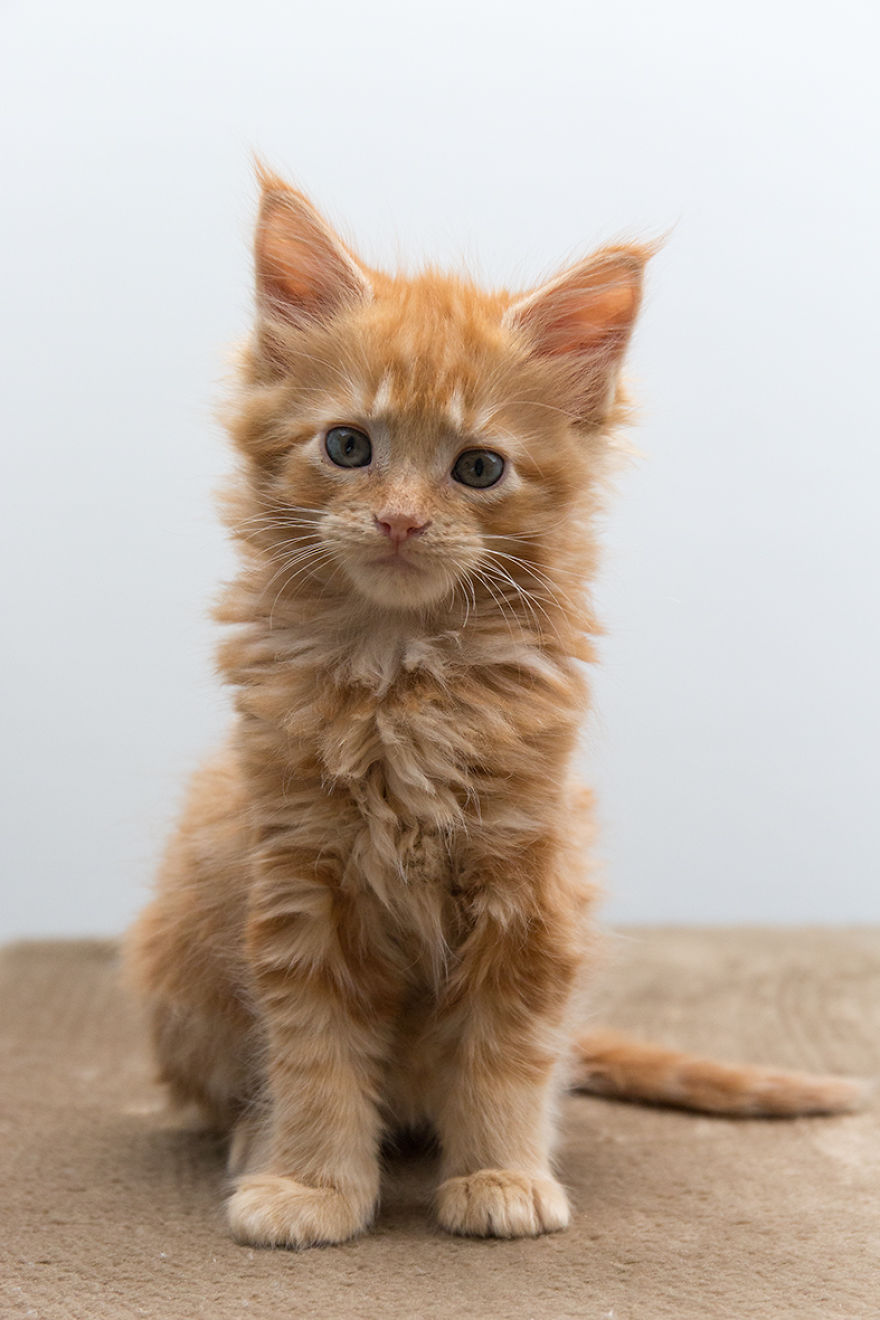 Maine Coon Kittens 9 Weeks Old....