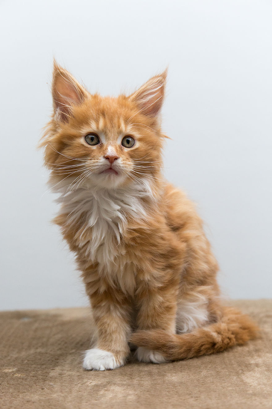 Maine Coon Kittens 9 Weeks Old....