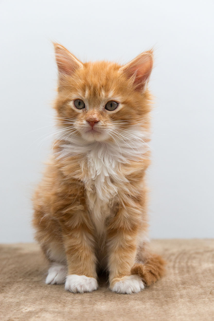 Maine Coon Kittens 9 Weeks Old....